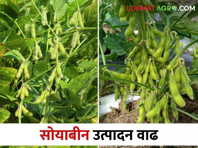 These are the new recommendations for increasing soybean production | सोयाबीन उत्पादनवाढीसाठी आल्या ह्या नव्या शिफारसी These are the new recommendations for increasing soybean production | सोयाबीन उत्पादनवाढीसाठी आल्या ह्या नव्या शिफारसी