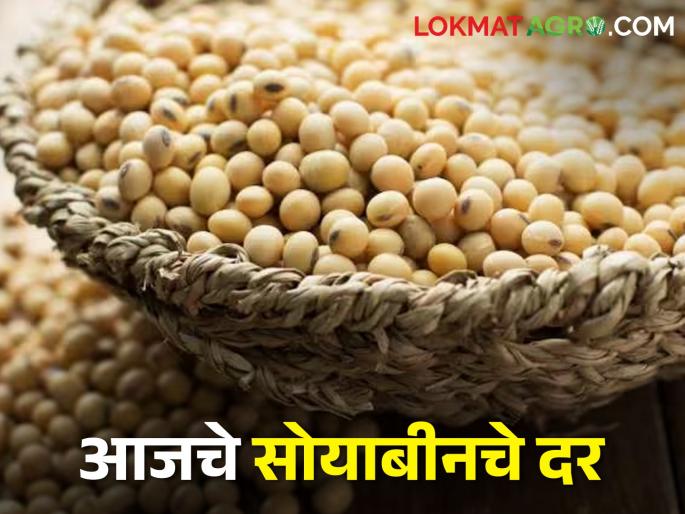Latest News 02 march 2024 todays soyabean market rate in maharashtra bajar samiti | कुठल्या बाजार समितीत सोयाबीनला हमीभाव मिळाला? जाणून घ्या आजचे दर 