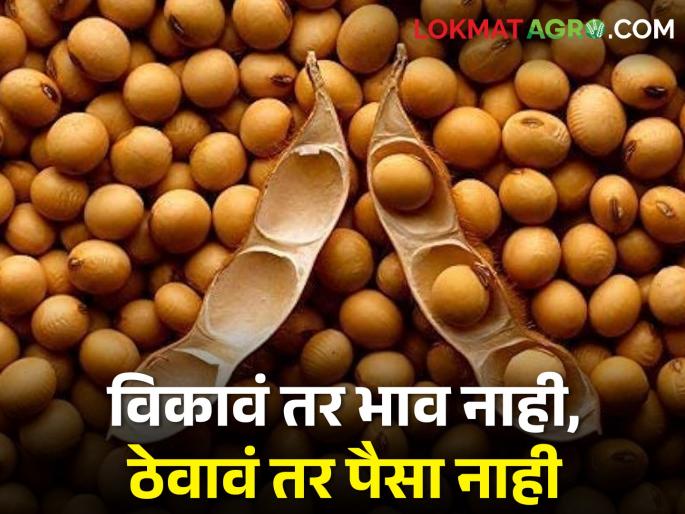 Unable to sale soybeans despite need; How long to store | गरज असूनही विकता येईना सोयाबीन; किती दिवस ठेवू साठवून