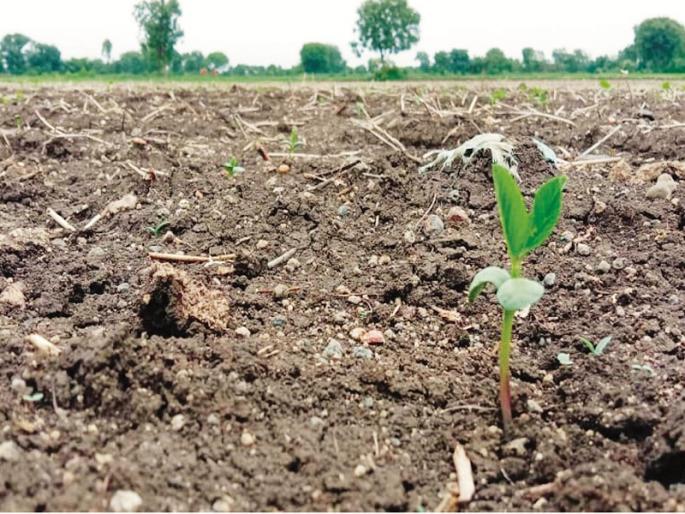 Soybean seeds went bogus; The agriculture department will take the companies to court | सोयाबीनचे बियाणे निघाले बोगस; कृषी विभाग कंपन्यांना कोर्टात खेचणार Soybean seeds went bogus; The agriculture department will take the companies to court | सोयाबीनचे बियाणे निघाले बोगस; कृषी विभाग कंपन्यांना कोर्टात खेचणार
