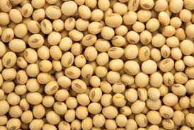 soybean seeds scarcity; farmer not get seed in akola market | अनुदानित सोयाबीनचा बाजारात तुटवडा; महाबीजकडून पुरवठ्याला उशीर  soybean seeds scarcity; farmer not get seed in akola market | अनुदानित सोयाबीनचा बाजारात तुटवडा; महाबीजकडून पुरवठ्याला उशीर