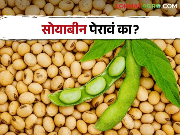 Should sow soybean this year? A seed costs how much rupees | Soybean Sowing यंदा सोयाबीन पेरावं का? बियाण्याला मोजावे लागतायत इतके रुपये