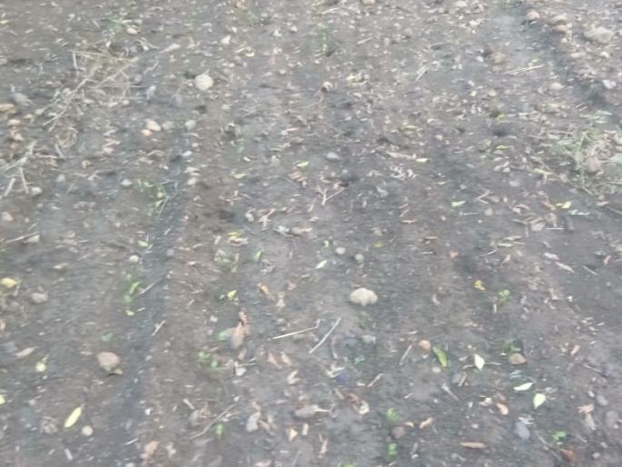 Crisis of double sowing on farmers | शेतकऱ्यांवर दुबार पेरणीचे संकट Crisis of double sowing on farmers | शेतकऱ्यांवर दुबार पेरणीचे संकट