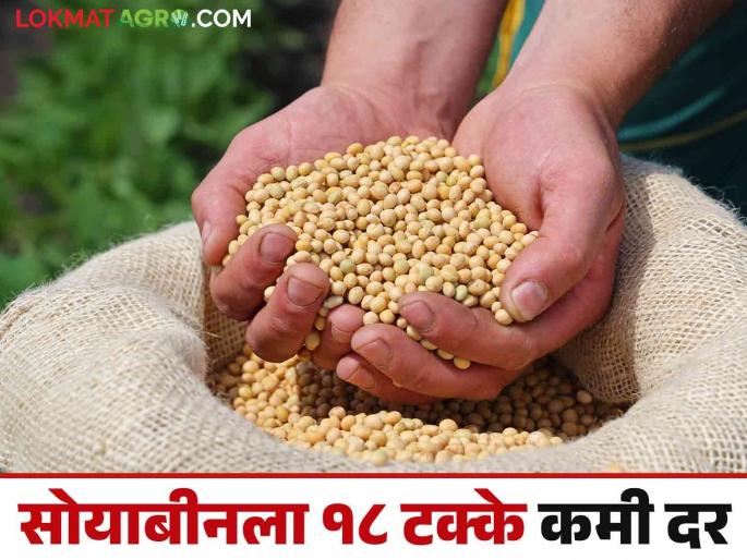 Latest News Soyabean Hamibhav Soyabean price 18 percent lower than government msp price, read details  | Soyabean Hamibhav : सोयाबीनला सरकारी हमीभावापेक्षा 18 टक्क्यांनी कमीच भाव, वाचा सविस्तर  Latest News Soyabean Hamibhav Soyabean price 18 percent lower than government msp price, read details  | Soyabean Hamibhav : सोयाबीनला सरकारी हमीभावापेक्षा 18 टक्क्यांनी कमीच भाव, वाचा सविस्तर
