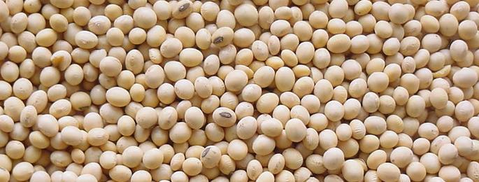 Private company soyabean bags not to sell | खासगी कंपनीच्या सोयाबीन बियाण्याच्या १५६७ बॅग विक्री बंदचे आदेश !