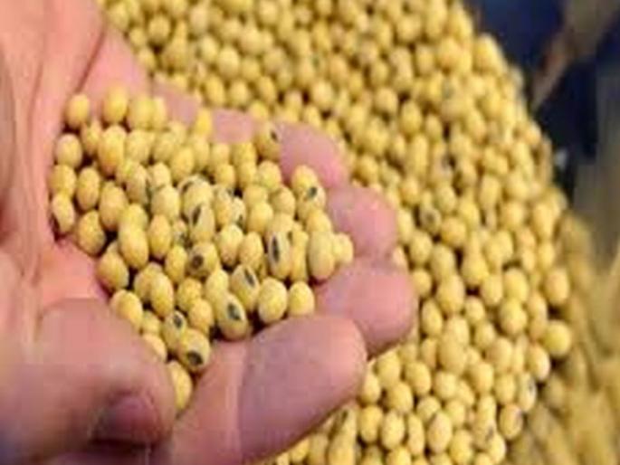 77,716 quintals of soybean seeds required for kharif season! | खरीप हंगामासाठी ७७,७१६ क्विंटल सोयाबिन बियाण्याची गरज! 77,716 quintals of soybean seeds required for kharif season! | खरीप हंगामासाठी ७७,७१६ क्विंटल सोयाबिन बियाण्याची गरज!