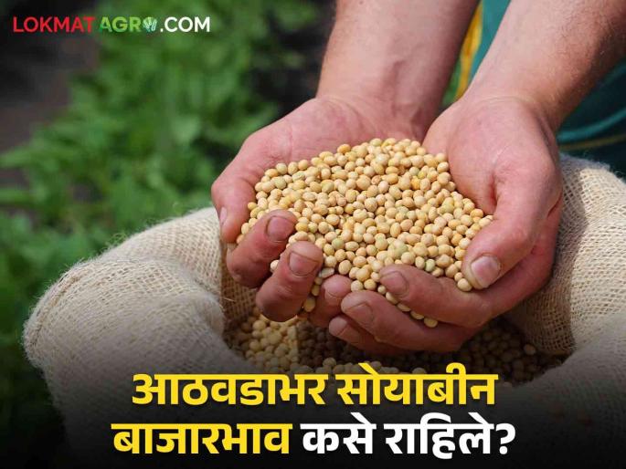 Latest News 2 percent decrease in market price of soybeans within last week, read in detail | Soyabean Market : हमीभाव नाहीच, आठवडाभरात सोयाबीनच्या बाजारभावात 2 टक्क्यांची घट, वाचा सविस्तर  Latest News 2 percent decrease in market price of soybeans within last week, read in detail | Soyabean Market : हमीभाव नाहीच, आठवडाभरात सोयाबीनच्या बाजारभावात 2 टक्क्यांची घट, वाचा सविस्तर