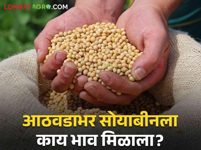 Latest News Soyabean Market 17 percent decrease in arrival of soybeans last week, know in detail | Soyabean Market : मागील आठवड्यात सोयबीनच्या आवकेत 17 टक्क्यांची घट, जाणून घ्या सविस्तर Latest News Soyabean Market 17 percent decrease in arrival of soybeans last week, know in detail | Soyabean Market : मागील आठवड्यात सोयबीनच्या आवकेत 17 टक्क्यांची घट, जाणून घ्या सविस्तर