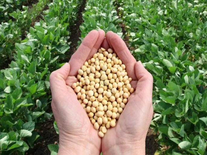 soybeans price frp producer farmer kharif crops | हमीभावाएवढा तरी सोयाबीनला दर मिळेल काय? उत्पादकांना चिंता soybeans price frp producer farmer kharif crops | हमीभावाएवढा तरी सोयाबीनला दर मिळेल काय? उत्पादकांना चिंता