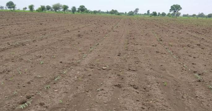 Compensation required including double sowing cost | दुबार पेरणीच्या खर्चासह हवी नुकसान भरपाई