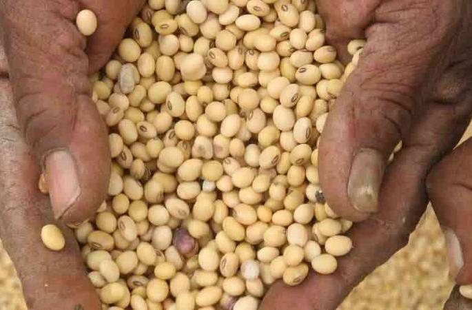 Soil stones in Mahabeej soybean seeds! | महाबीजच्यासोयाबीन बियाण्यात मातीचे खडे! Soil stones in Mahabeej soybean seeds! | महाबीजच्यासोयाबीन बियाण्यात मातीचे खडे!