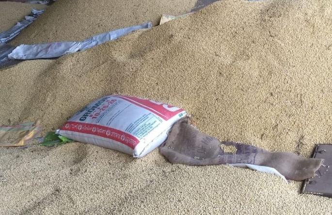 Purchase of 26 Thousand quintals of Soya beans in Manora Market Committee | मानोरा बाजार समितीत २६ हजार क्विंटल सोयाबीनची खरेदी Purchase of 26 Thousand quintals of Soya beans in Manora Market Committee | मानोरा बाजार समितीत २६ हजार क्विंटल सोयाबीनची खरेदी