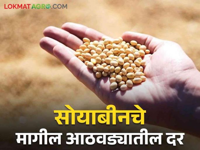 Latest News Soyabean Market Last week soybean prices Know in detail | Soyabean Market : आठवडाभरात सोयाबीनच्या दरात काय बदल झाला? जाणून घ्या सविस्तर Latest News Soyabean Market Last week soybean prices Know in detail | Soyabean Market : आठवडाभरात सोयाबीनच्या दरात काय बदल झाला? जाणून घ्या सविस्तर