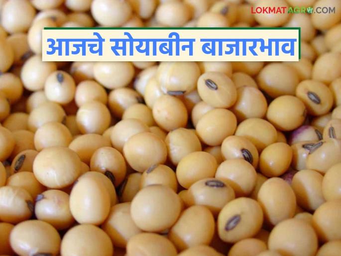 latest news Soybean Bajar Bhav : Rapid change in soybean prices in the state; Know today's prices | Soybean Bajar Bhav : राज्यात सोयाबीन दरात झपाट्याने बदल; जाणून घ्या आजचे भाव latest news Soybean Bajar Bhav : Rapid change in soybean prices in the state; Know today's prices | Soybean Bajar Bhav : राज्यात सोयाबीन दरात झपाट्याने बदल; जाणून घ्या आजचे भाव