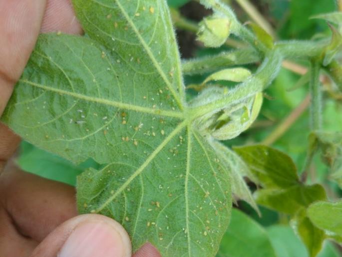 Marathwada will receives below average rainfall till September 7; Agro advise for crop management | मराठवाड्यात ७ सप्टेबरपर्यंत सरासरीपेक्षा कमी पाऊस; विद्यापीठाने दिलाय हा कृषीसल्ला Marathwada will receives below average rainfall till September 7; Agro advise for crop management | मराठवाड्यात ७ सप्टेबरपर्यंत सरासरीपेक्षा कमी पाऊस; विद्यापीठाने दिलाय हा कृषीसल्ला