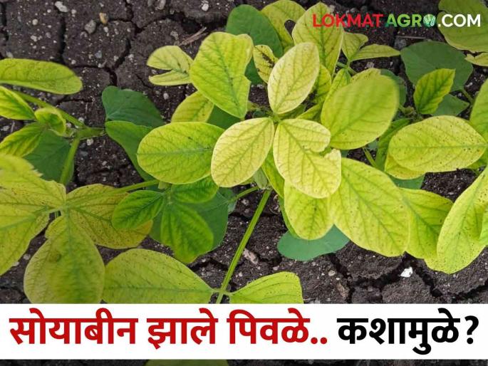 Soybean turning yellow, how to manage | सोयाबीन पिवळं पडतंय, कसे कराल व्यवस्थापन Soybean turning yellow, how to manage | सोयाबीन पिवळं पडतंय, कसे कराल व्यवस्थापन