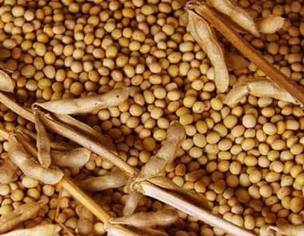 The amount of soybean donation started in the bank account of the farmers! | सोयाबीन अनुदानाची रक्कम शेतक-यांच्या बँक खात्यात जमा करण्यास प्रारंभ! The amount of soybean donation started in the bank account of the farmers! | सोयाबीन अनुदानाची रक्कम शेतक-यांच्या बँक खात्यात जमा करण्यास प्रारंभ!