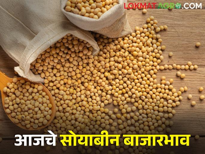 Latest news 24 Feb 2024 todays soyabin market price in maharashtra | सोयाबीनला आज काय भाव मिळाला? जाणून घ्या आजचे बाजारभाव Latest news 24 Feb 2024 todays soyabin market price in maharashtra | सोयाबीनला आज काय भाव मिळाला? जाणून घ्या आजचे बाजारभाव