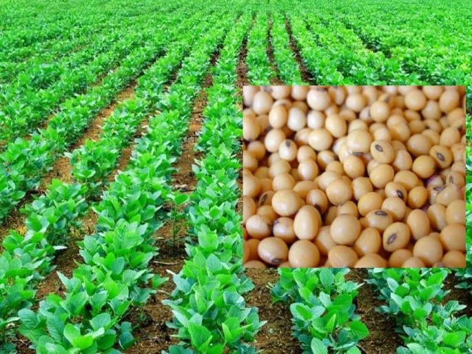 Kharif is not sown in 19 thousand hectares area in Satara district | सातारा जिल्ह्यात सोयाबीनच्या पेरणी क्षेत्रात वाढ, पावसाअभावी पिके वाळू लागलीत Kharif is not sown in 19 thousand hectares area in Satara district | सातारा जिल्ह्यात सोयाबीनच्या पेरणी क्षेत्रात वाढ, पावसाअभावी पिके वाळू लागलीत