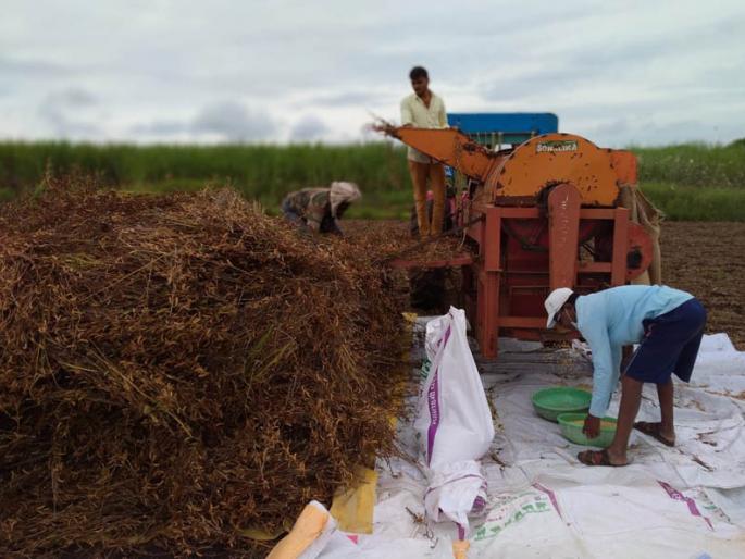 Begin soybean harvesting in Gadhinglaj area | गडहिंग्लज परिसरात सोयाबीन काढणीस प्रारंभ