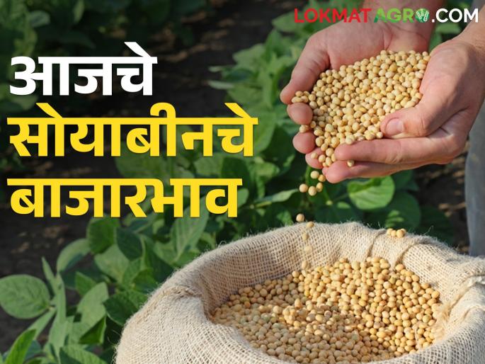 latest News 22 march Todays Soyabean market Price in market yard see details | तासगाव बाजार समितीत सोयाबीनला सर्वाधिक भाव, जाणून घ्या आजचे दर latest News 22 march Todays Soyabean market Price in market yard see details | तासगाव बाजार समितीत सोयाबीनला सर्वाधिक भाव, जाणून घ्या आजचे दर