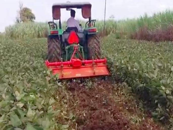 A woman farmer from Kolhapur drove a tractor over a 30 gunta crop of soybeans | कोल्हापुरातील शेतकरी महिलेने ३० गुंठ्यातील सोयाबीनच्या उभ्या पिकावर फिरवला ट्रॅक्टर