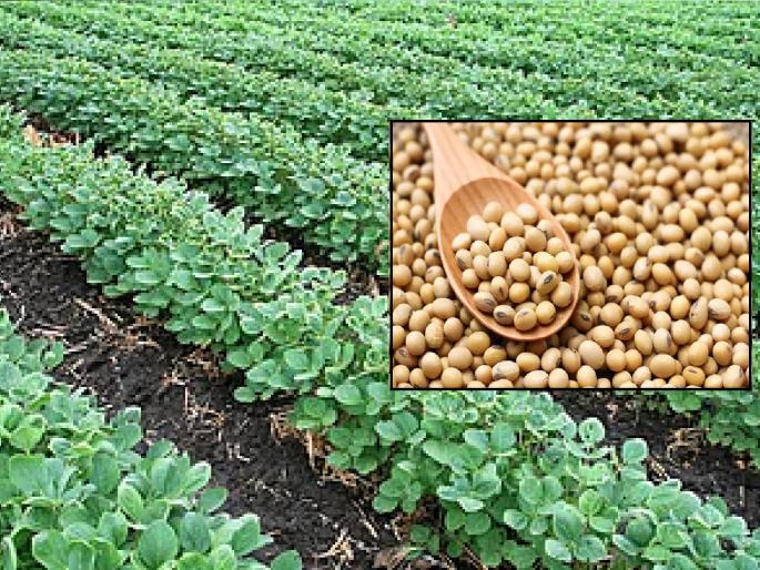 Soybeans cost 25 thousand, income received 7 thousand, Loss of farmers due to rain in Kharif season | सोयाबीनसाठी खर्च २५ हजार, उत्पन्न मिळाले सात हजार; खरीप हंगामात पावसामुळे शेतकऱ्यांचे नुकसान Soybeans cost 25 thousand, income received 7 thousand, Loss of farmers due to rain in Kharif season | सोयाबीनसाठी खर्च २५ हजार, उत्पन्न मिळाले सात हजार; खरीप हंगामात पावसामुळे शेतकऱ्यांचे नुकसान