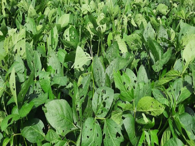 Infestation of leaf eating caterpillars on soybean crop, farmers worried | सोयाबीन पिकावर पाने खाणाऱ्या अळीचा प्रादुर्भाव, शेतकरी चिंतेत Infestation of leaf eating caterpillars on soybean crop, farmers worried | सोयाबीन पिकावर पाने खाणाऱ्या अळीचा प्रादुर्भाव, शेतकरी चिंतेत