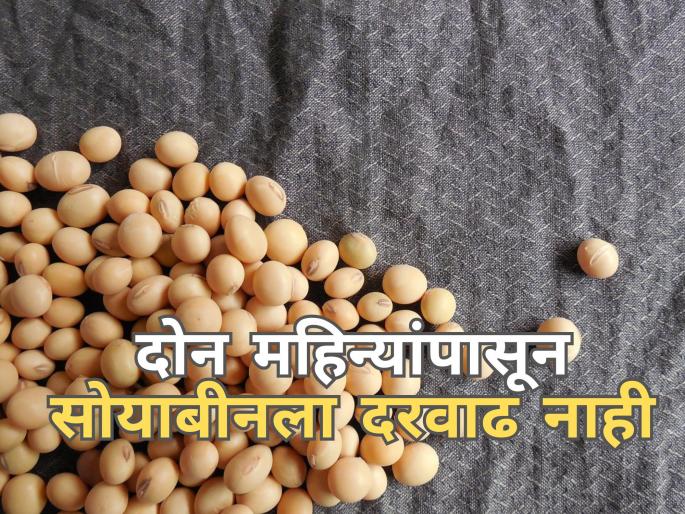 Latest News no increase in price of soybeans for two months | दोन महिन्यांपासून सोयाबीनला दरवाढ नाही! Latest News no increase in price of soybeans for two months | दोन महिन्यांपासून सोयाबीनला दरवाढ नाही!