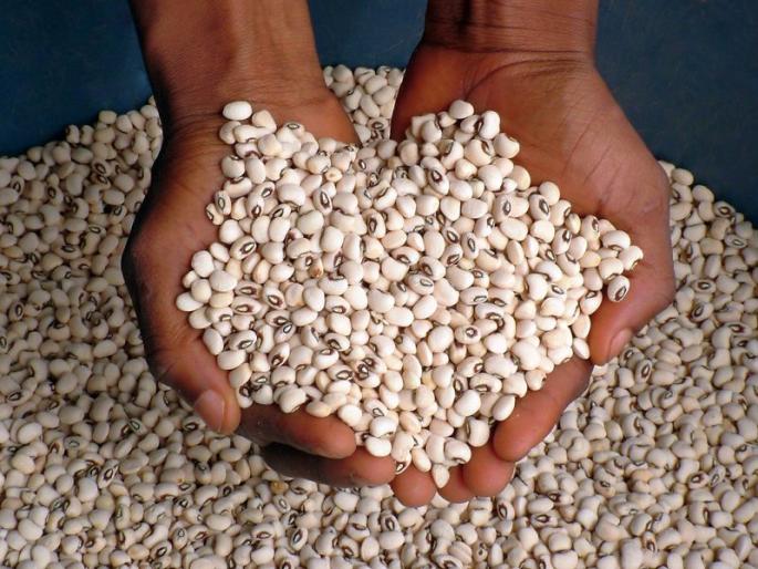 Farmers prefer seeds of private companies; Mahabeej, NSC supply, lags behind in sales | खासगी कंपन्यांच्या बियाण्यांना शेतकऱ्यांची पसंती ; महाबीज, एनएससी पुरवठा, विक्रीत पिछाडीवर Farmers prefer seeds of private companies; Mahabeej, NSC supply, lags behind in sales | खासगी कंपन्यांच्या बियाण्यांना शेतकऱ्यांची पसंती ; महाबीज, एनएससी पुरवठा, विक्रीत पिछाडीवर