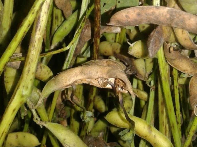 Farmers in Borakhhed area raised sheep soybean! | बोरखेड परिसरातील शेतकर्यांनी उभ्या सोयाबीनमध्ये घातली मेंढरे! Farmers in Borakhhed area raised sheep soybean! | बोरखेड परिसरातील शेतकर्यांनी उभ्या सोयाबीनमध्ये घातली मेंढरे!