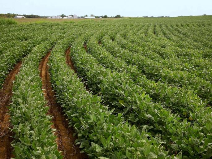 Soybean area reduced by 2 lakh hectares, Kharif crop on 145 lakh hectares | सोयाबीनच्या क्षेत्रात २ लाख हेक्टरची घट, १४५ लाख हेक्टरवर खरिपाचे पीक Soybean area reduced by 2 lakh hectares, Kharif crop on 145 lakh hectares | सोयाबीनच्या क्षेत्रात २ लाख हेक्टरची घट, १४५ लाख हेक्टरवर खरिपाचे पीक