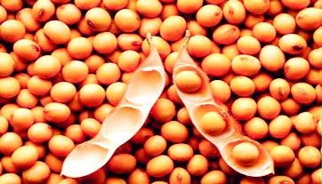 Buy soybean guaranteed on Monday | सोयाबीनची सोमवारपासून हमीभावाने खरेदी