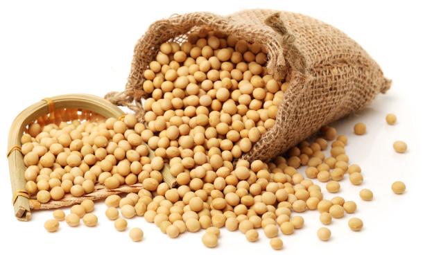 Soybean prices increased in market committees | बाजार समित्यांमध्ये सोयाबीनची आवक वाढली Soybean prices increased in market committees | बाजार समित्यांमध्ये सोयाबीनची आवक वाढली