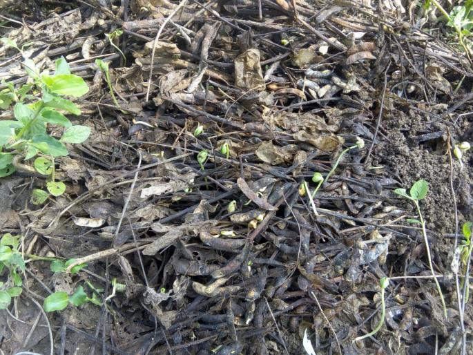 Sprinkled soybean sprouts | सोंगलेल्या सोयाबीनला फुटताहेत कोंब Sprinkled soybean sprouts | सोंगलेल्या सोयाबीनला फुटताहेत कोंब