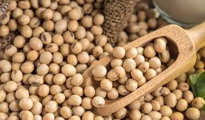Soybean seed shortage in the district this year? | जिल्ह्यात यंदा सोयाबीन बियाणाचा तुटवडा? Soybean seed shortage in the district this year? | जिल्ह्यात यंदा सोयाबीन बियाणाचा तुटवडा?