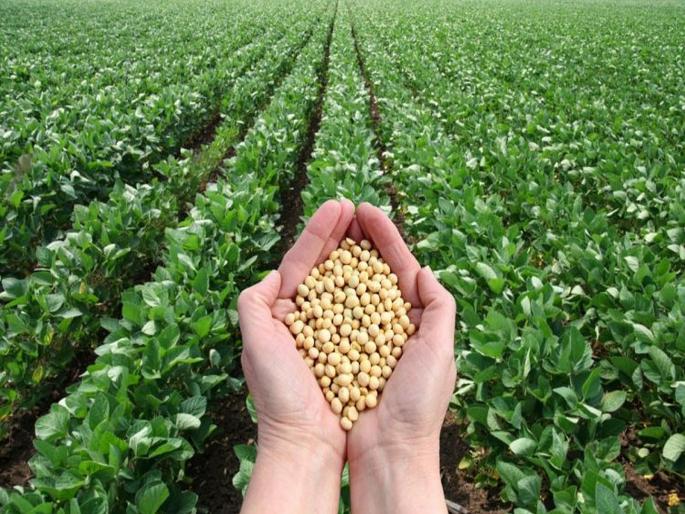Relief to Soybean Growers; The central government will purchase soybeans in the state with a guarantee for 90 days | सोयाबीन उत्पादकांना दिलासा; केंद्र सरकार राज्यात ९० दिवसांसाठी हमीभावाने सोयाबीन खरेदी करणार Relief to Soybean Growers; The central government will purchase soybeans in the state with a guarantee for 90 days | सोयाबीन उत्पादकांना दिलासा; केंद्र सरकार राज्यात ९० दिवसांसाठी हमीभावाने सोयाबीन खरेदी करणार