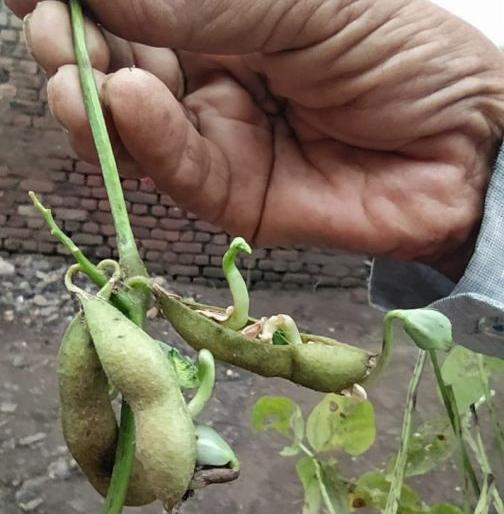 Crop insurance companies disappear in emergency | अस्मानी संकटात पीक विमा कंपन्या गायब; शेतकरी हवालदिल