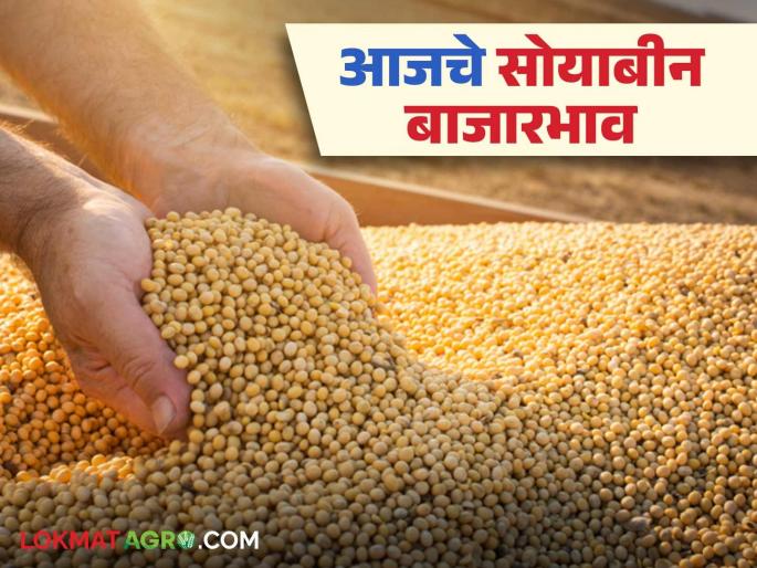 Soybean Bazaar Bhav: Latest News How much is the arrival of yellow, local variety soybeans; Read in detail how the price was obtained | Soybean Bajar Bhav: पिवळा, लोकल जातीच्या सोयाबीनची आवक किती; कसा मिळाला दर ते वाचा सविस्तर