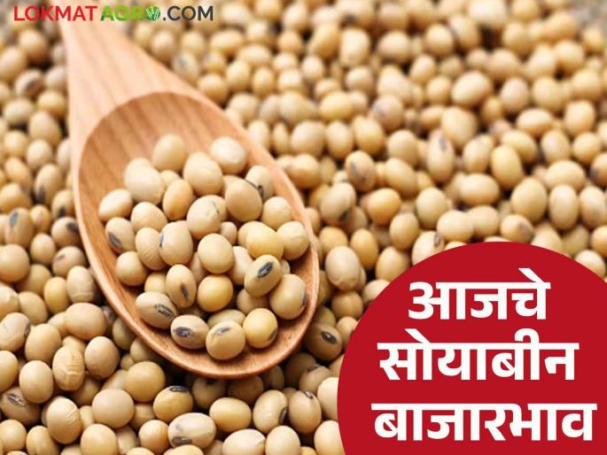 latest news Soybean Bajar Bhav : Soybean prices surge; Yellow variety in highest demand Read in detail | Soybean Bajar Bhav : सोयाबीन भावात उसळी; पिवळ्या जातीला सर्वाधिक मागणी वाचा सविस्तर