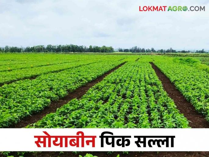 Soybean Pik Salla: Here are nine tips for planning the current soybean crop | Soybean Pik Salla सद्यस्थितीत सोयाबीन पिकाचे नियोजन करण्यासाठी हे आहेत नऊ सल्ले Soybean Pik Salla: Here are nine tips for planning the current soybean crop | Soybean Pik Salla सद्यस्थितीत सोयाबीन पिकाचे नियोजन करण्यासाठी हे आहेत नऊ सल्ले