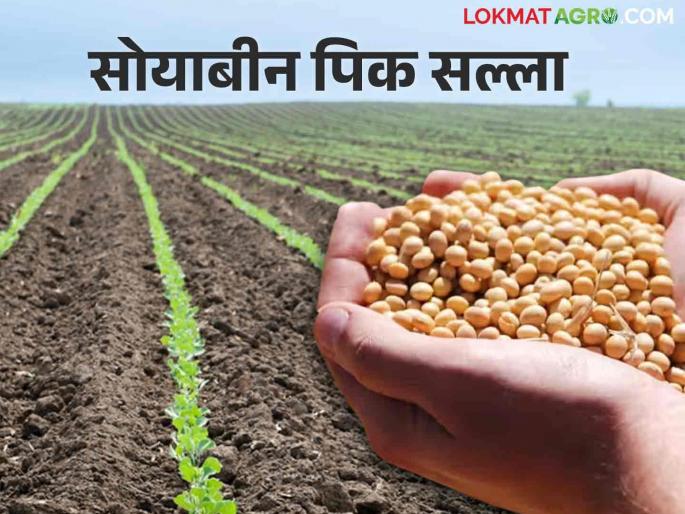 Soybean Sowing; Planning Soybean Sowing? Pay attention to these important things | Soybean Sowing सोयाबीन पेरणीचे नियोजन करताय? या महत्वाच्या गोष्टींकडे लक्ष द्या Soybean Sowing; Planning Soybean Sowing? Pay attention to these important things | Soybean Sowing सोयाबीन पेरणीचे नियोजन करताय? या महत्वाच्या गोष्टींकडे लक्ष द्या
