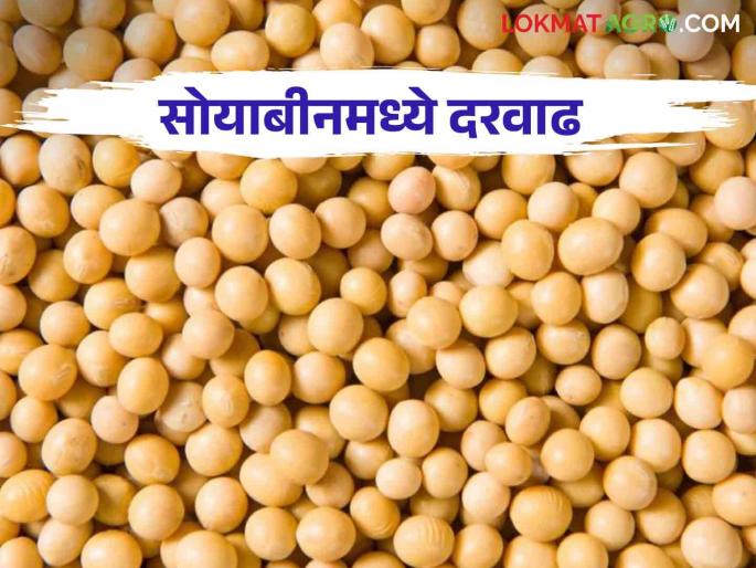 Soybean Market Update: Soybean prices reach rate per quintal; farmers waiting for Guaranteed price | Soybean Market Update : सोयाबीनचे दर पोहोचले प्रतिक्विंटल 'या' दरात; शेतकऱ्यांना प्रतीक्षा हमीभावाची Soybean Market Update: Soybean prices reach rate per quintal; farmers waiting for Guaranteed price | Soybean Market Update : सोयाबीनचे दर पोहोचले प्रतिक्विंटल 'या' दरात; शेतकऱ्यांना प्रतीक्षा हमीभावाची