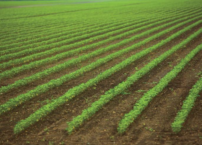 Due to lack of rains, soybean and rice production will decrease | पावसाने दडी मारल्याने सोयबीन, धानाचे उत्पादन घटणार Due to lack of rains, soybean and rice production will decrease | पावसाने दडी मारल्याने सोयबीन, धानाचे उत्पादन घटणार