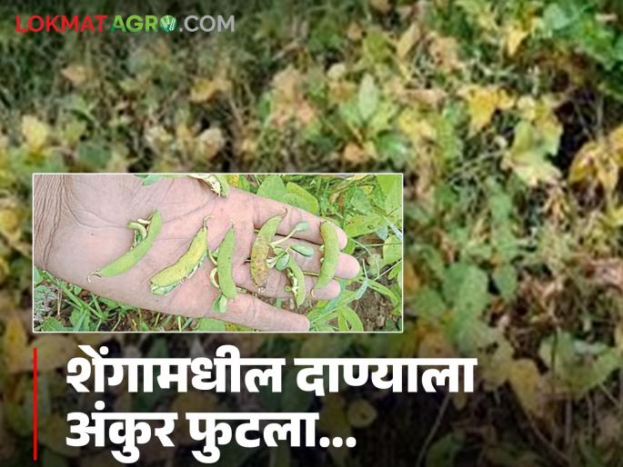 latest news Soybean Crop Damage: Soybean seeds in the pods sprouted; Farmers' ordeal continues Read in detail | Soybean Crop Damage : शेंगामधील सोयाबीनच्या दाण्याला फुटले ‘अंकुर’; शेतकऱ्यांची अग्निपरीक्षा सुरूच वाचा सविस्तर
