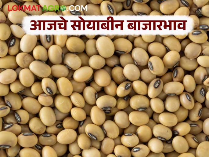 latest news Soybean Bajar Bhav: Soybean market ups and downs; Where is the increase, where is the decrease today? Read in detail | Soybean Bajar Bhav : सोयाबीन बाजारात चढ-उतार; आज कुठे वाढ, कुठे घट? वाचा सविस्तर latest news Soybean Bajar Bhav: Soybean market ups and downs; Where is the increase, where is the decrease today? Read in detail | Soybean Bajar Bhav : सोयाबीन बाजारात चढ-उतार; आज कुठे वाढ, कुठे घट? वाचा सविस्तर
