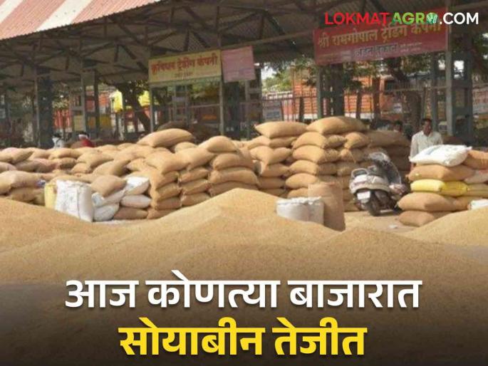 Soybean Market Update : Soybean got 'Ha' price in Sangli market; Read in detail what price was obtained in which market in the state | Soybean Market Update : सांगली बाजारात सोयाबीनला मिळाला 'हा' दर मिळाला; राज्यात कोणत्या बाजारात काय भाव मिळाला वाचा सविस्तर Soybean Market Update : Soybean got 'Ha' price in Sangli market; Read in detail what price was obtained in which market in the state | Soybean Market Update : सांगली बाजारात सोयाबीनला मिळाला 'हा' दर मिळाला; राज्यात कोणत्या बाजारात काय भाव मिळाला वाचा सविस्तर