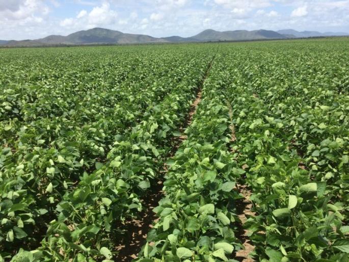 Soybean area to increase in West Vidarbha! | पश्चिम विदर्भात सोयाबीनचे क्षेत्र वाढणार! Soybean area to increase in West Vidarbha! | पश्चिम विदर्भात सोयाबीनचे क्षेत्र वाढणार!