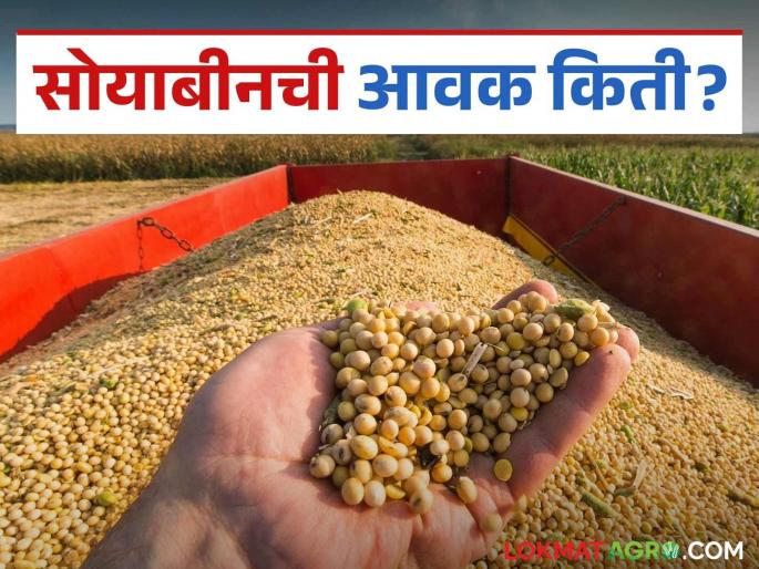 Soybean Market Update: latest news Soybean arrivals are increasing in the market due to 'this' reason Read in detail | Soybean Market Update: बाजारात 'या' कारणामुळे सोयाबीनची आवक वाढतेय वाचा सविस्तर