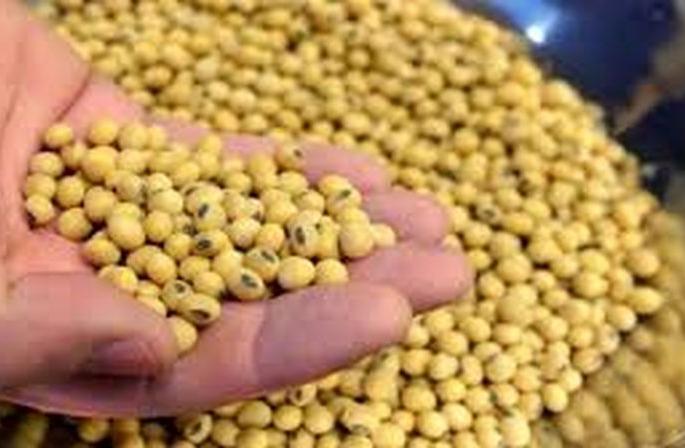 Akola: Buy Soybeans at Guaranteed Rates, Start Buying Center! Demand of Vanchit Bahujan Aghadi | Akola: सोयाबीन हमी दराने खरेदी करा, खरेदी केंद्र सुरु करा! वंचित बहुजन आघाडीची मागणी Akola: Buy Soybeans at Guaranteed Rates, Start Buying Center! Demand of Vanchit Bahujan Aghadi | Akola: सोयाबीन हमी दराने खरेदी करा, खरेदी केंद्र सुरु करा! वंचित बहुजन आघाडीची मागणी